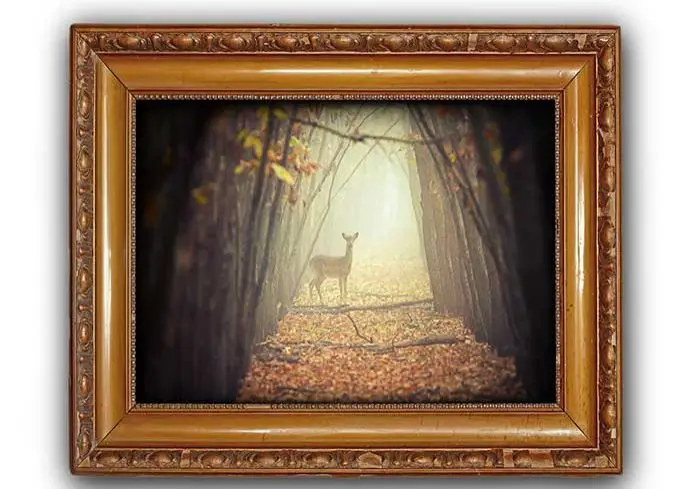 frame of deer photograph